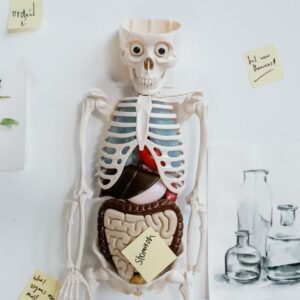 Anatomy skeleton model with organs labeled for educational purposes on a classroom wall.